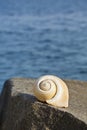 Large conch on a rock