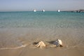 Large conch seashell on the beach