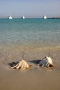 Large conch seashell on the beach