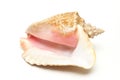 Large Conch Shell Royalty Free Stock Photo