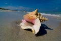 Large conch shell on beach