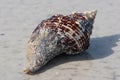 Large Conch Shell on the beach Royalty Free Stock Photo