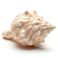 A large conch shell displayed against a white background. The shell exhibits a spiral shape with a Royalty Free Stock Photo