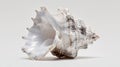 Large Conch Shell on White Background Royalty Free Stock Photo