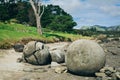 Large concretions on a sandy beach by the hill. Koutu boulders, Hokianga Harbour, New Zealand Royalty Free Stock Photo