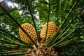 Large cones of Cycad Encephalartos natalensis - palm-like tropical and subtropical plant Royalty Free Stock Photo