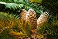 Large cones of Cycad - palm-like tropical and subtropical plant Royalty Free Stock Photo