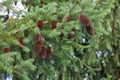 Large cones grow on a green spruce branch