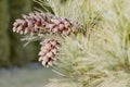 Large cones on a pine tree