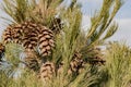 Large cones on a pine tree