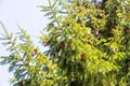 Large cones on spruce, Kamchatka Peninsula, Russia