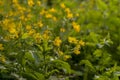 A large congregation of blooming field buttercups (Ranunculus arvensis L.) in a meadow.