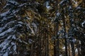 Large coniferous forest nature background - snow-covered trees, bare trunks and sun rays through the branches. Snow drifts Royalty Free Stock Photo