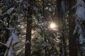 Large coniferous forest nature background - snow-covered trees, bare trunks and sun rays through the branches. Snow drifts Royalty Free Stock Photo