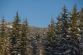 Large coniferous forest nature background - snow-covered trees, bare trunks and sun rays through the branches. Snow drifts Royalty Free Stock Photo