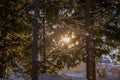 Large coniferous forest nature background - snow-covered trees, bare trunks and sun rays through the branches. Snow drifts Royalty Free Stock Photo