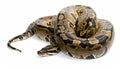 Large Constrictor Snake Coiled on White Background Royalty Free Stock Photo