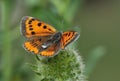 Large Copper Butterfly