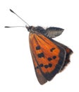 Large copper butterfly side view on white Royalty Free Stock Photo