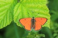 Large copper butterfly