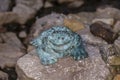 Large copper frog sitting on a stone Royalty Free Stock Photo