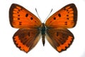 Large Copper (Lycaena dispar) Royalty Free Stock Photo