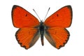 Large Copper (Lycaena dispar) Royalty Free Stock Photo