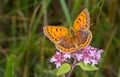 Large Copper Lycaena dispar butterfly female Royalty Free Stock Photo