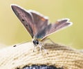 Large copper (Lycaena dispar) Royalty Free Stock Photo