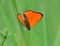 Large copper - Lycaena dispar in Pacsmag lakes natural reserve Royalty Free Stock Photo