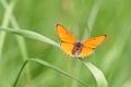 Large Copper Orange Butterfly