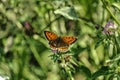 Large copper. Orange butterfly of the family Lycaenidae