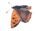 Large copper small butterfly in flight Royalty Free Stock Photo