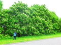 Large copse of horse chestnut trees with white flowers