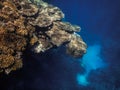 large coral overhang and wide blue deep while diving in the red sea