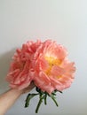 Large coral peonies