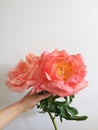 Large coral peonies