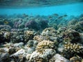 Large coral reef seabed