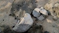 Large coral rocks by the beach