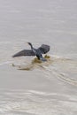 A large cormorant bird takes off with a splash from the surface of the water