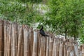 Large cormorant birds on trees