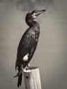 The large cormorant posing on a wooden log in a lagoon