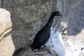 a large cormorant sits on eggs