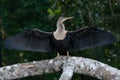 Large cormorant spreads his wings to dry.