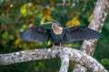 Large cormorant spreads his wings to dry.