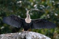 Large cormorant spreads his wings to dry.