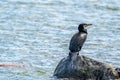 Large cormorant (Corvus marinus) perched atop a large rock in the middle of a body of water