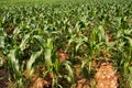Large corn fields Saw the corn plant that was just growing Planted together in large numbers with bright green leaves Royalty Free Stock Photo