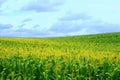 Large cornfield