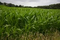 Crops growing in the countryside. Corn growing in rows in the Ribble valley